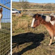 Ponies removed from common on welfare grounds - search begins for owners