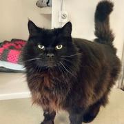 Mordicai, a domestic long hair, is looking for a new home