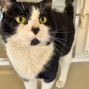 Flloyd the cat is looking for a new home