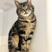 Tabitha the Tabby is looking for a new home