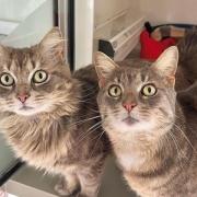 Could you give a home to Oscar and Jasper?