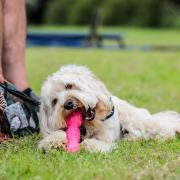 Dogs could be banned from some parks and playgrounds in one area of Gwent.