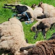 Up to 28 sheep have been killed by dogs in Herefordshire