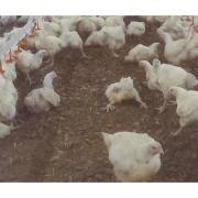 Open Cages UK posted their investigation into the 'Lidl Chicken Scandal' (Open Cages UK)