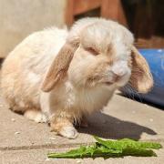 Tofu the rabbit is looking for a new home