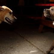 The RSPCA has uncovered and dealt with 1,156 incidents of dog fighting in England and Wales since 2019