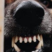 Stock image of a dog barking.