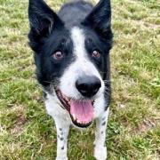 Lex the collie is looking for a new home