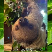 Button is 15 months old and a two-toed Linne's sloth.