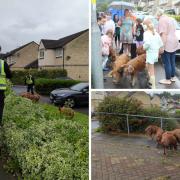 Pigs chased through Newport estate by police