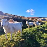 These sheep, pictured above Blaenavon are no problem, but there is concern about strays in the town.