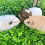 Cheddar, Penny and Buffy are looking for a new home