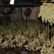 Cannabis cultivation in Brynmawr