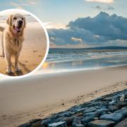 See all the beaches in South Wales where restrictions banning dogs were lifted on October 1.