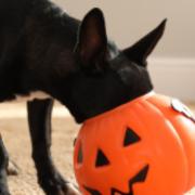 Experts have highlighted four common Hallowe'en foods that can be toxic to dogs, including chocolate