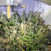 Indrit Spata, 23, of Longfellow Road, Caldicot admitted producing cannabis