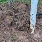 Badger found ‘camouflaged’ in mud after being rescued from football netting