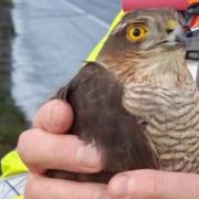 Traffic officers saved a Sparrowhawk on the M4