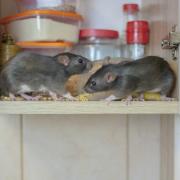 Rats and mice might try to find their way into your home as the cold winter months continue - here's how to prevent this from happening