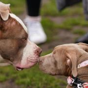 A pets charity has serious reservations about the UK Government's XL Bully ban