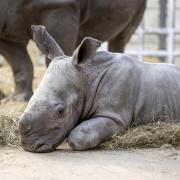 Baby white rhino Malaika at  West Midland Safari Park