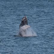 It is thought that the humpback whale was chasing the herring. Picture: Sea Trust
