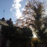 This lime tree has been considered a danger to a neighbouring house
