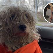 The white terrier known as Juno was found in Caerphilly, malnourished and neglected
