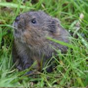 Water voles were amongst last year's recorded sightings