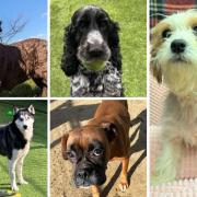 Five dogs from Many Tears looking for their forever home