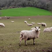 Farmers in Wales are concerned about the Easter period leading to a rise in attacks on vulnerable livestock. Image: Robin Birt