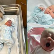 Three new cuties to welcome to the world