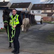 Horses were spotted roaming the streets in Pontypool