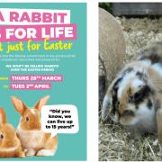 Jollyes will not sell rabbits over a six-day period this Easter