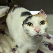 Cat at RSPCA Newport who had cancer looking for forever home