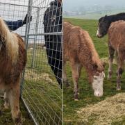 RSPCA Cymru remove pony from Gelligaer and Merthyr Common