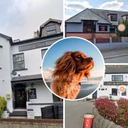 Dog-friendly spots for food in Gwent