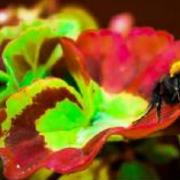 Bee: Taken in Cwmtillery