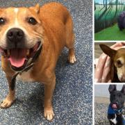 Could you give one of these pooches their forever home?