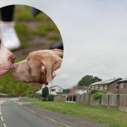 Elderly man injured as officer seize XL Bully in Caldicot