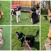 These 8 dogs are looking for forever homes from Hope Rescue