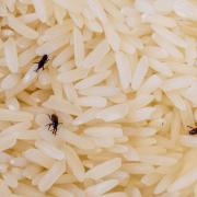 A variety of bugs, including flour weevils and biscuit beetles, can live in your kitchen cupboards without you realising it