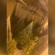 Gwent Police find more than a hundred cannabis plants in Gwent area