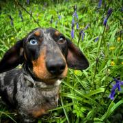 Dog: One-year-old dachshund Bruce among the bluebells in a field near Tredegar. Picture: Samantha Hawkins