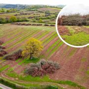 Heineken 'levelled' Penrhos Orchard, on the Offa's Dyke path in Monmouthshire