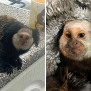 South American marmoset monkey Marcel was found in a UK conservatory