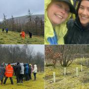 More than 120 volunteers joined in with the tree planting