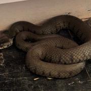 Ysgol Trewen in Cwm-Cou is temporarily closed for vaccinations after two grass snakes were found.