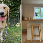 Cwtch Animal Homestay to open dog hotel in Cwmbran