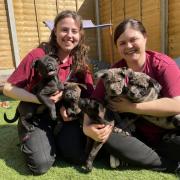 Meet the Ice Lolly pups - Rocket (M), Fab (F), Calippo (F), Slush (F) and Twister (F) - who were an accidental litter and are now looking for their new homes. We believe their parentage to be a real mixture but believe they will grow to be medium to
